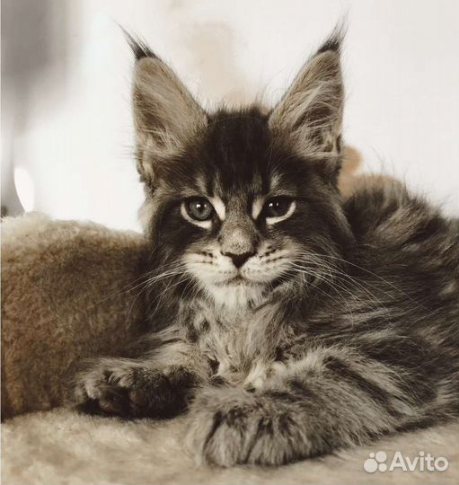 Котята мейн-кун