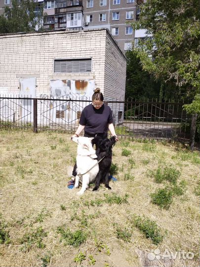 Кинолог-специалист по организации племенного дела