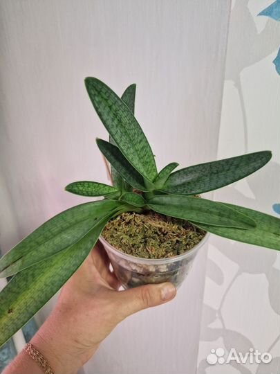 Пафиопедилум