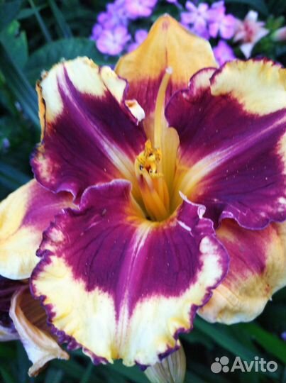 Продам лилейники