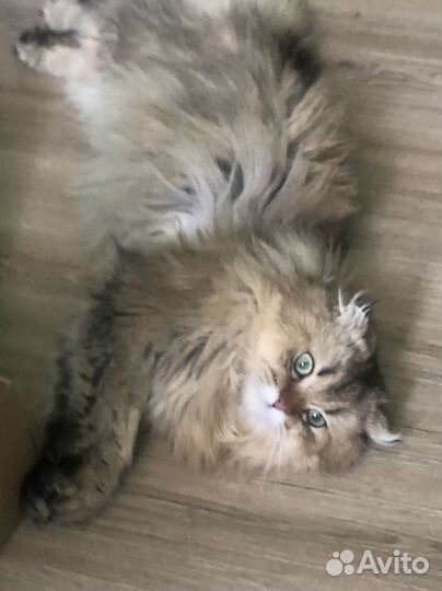 Шотландский кот вязка