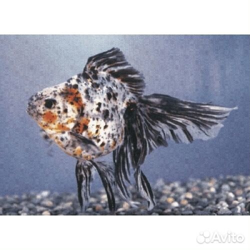 Золотая рыбка. Риукин ситцевый. Риукин. Растения