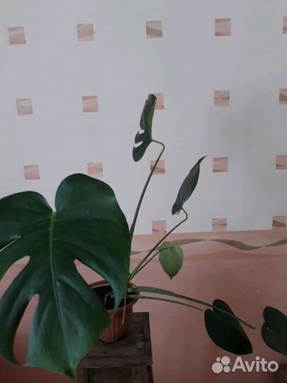 Цветы Монстеры