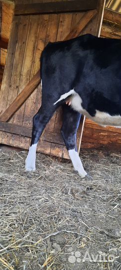 Телка 1.5 года