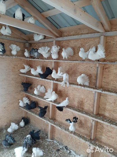 Голуби Павлины и Почтовые