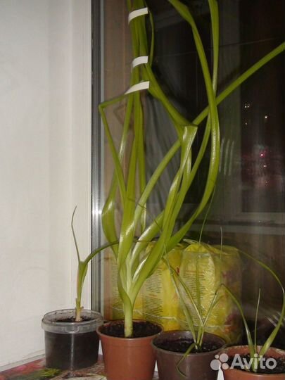 Растение для украшения интерьера