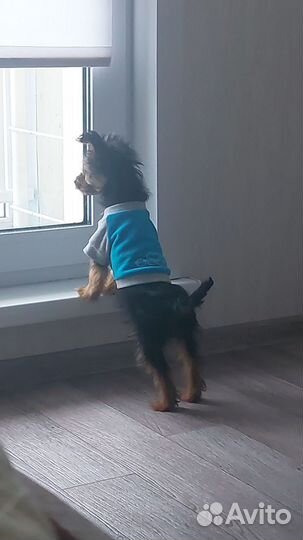 Йоршский терьер