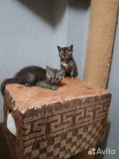 Котята