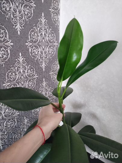 Фикус каучуконосный эластика