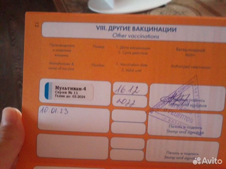 Щенок метис хаски с овчаркой