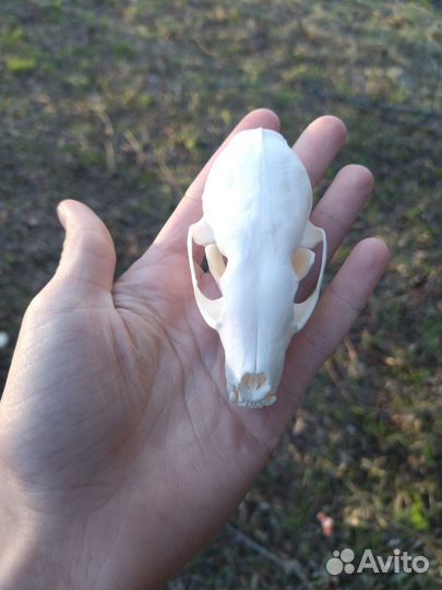 Череп соболя