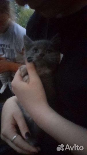 Котята бесплатно