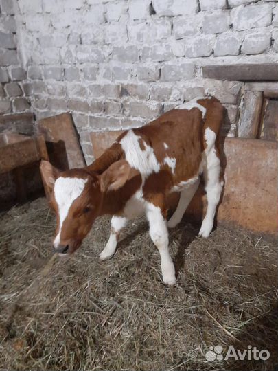 Продажа телят