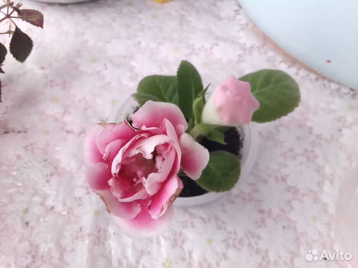 Глоксиния махровая Брокада F1