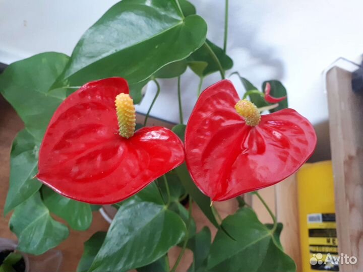 Антуриумы красные