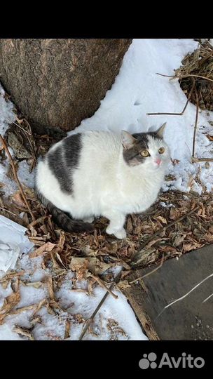 Кошечка