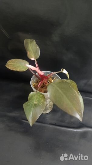 Филодендроны