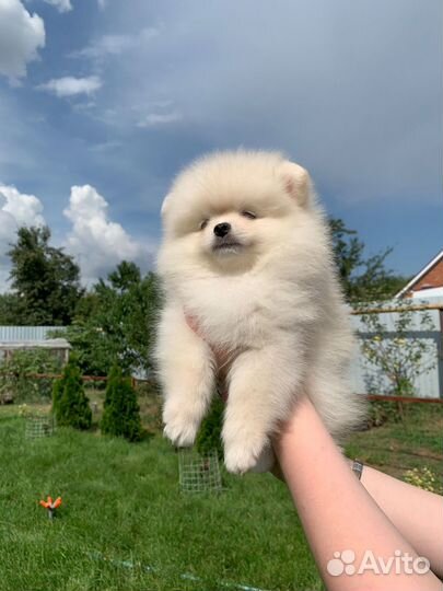 Померанский шпиц