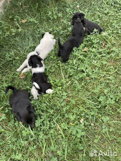 Щенки в добрые руки даром
