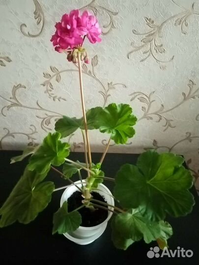 Пеларгония герань