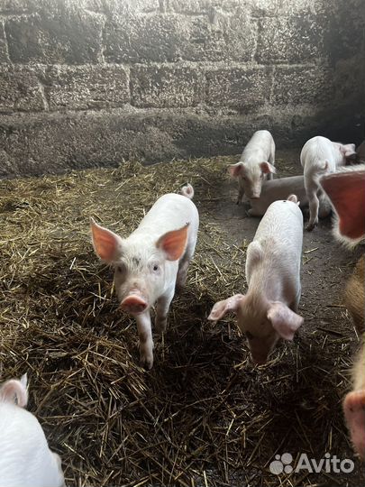 Поросенок ландрас