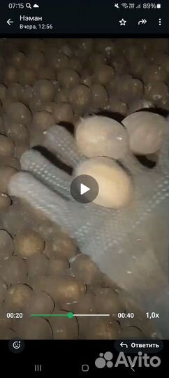 Семена Коломбо