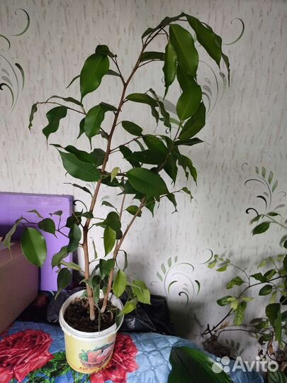 Фикус бенджамина