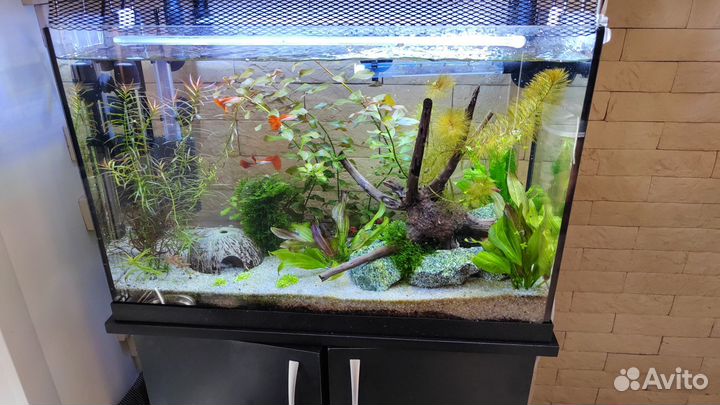 Мальки гуппи Московская Синяя