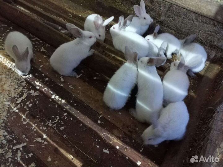 Кролики калифорнийские