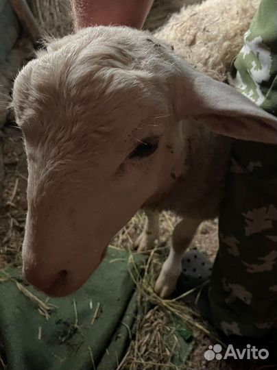 Ярки и бараны Катумской породы