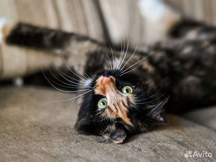 Кошка звезда Тик-Тока в добрые руки