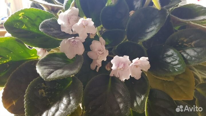 Сортовые фиалки