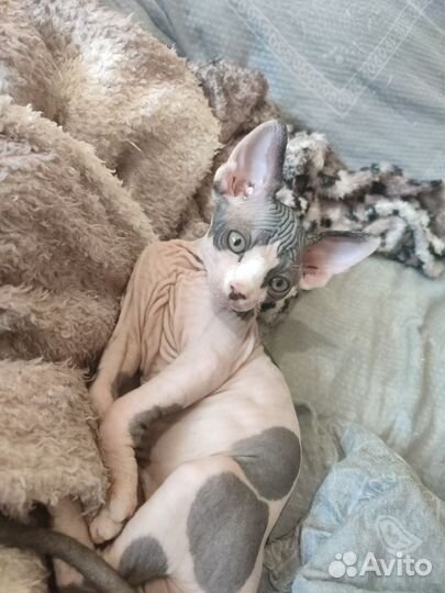 Канадский сфинкс