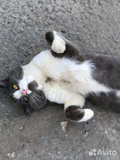 Отдам кота в добрые руки
