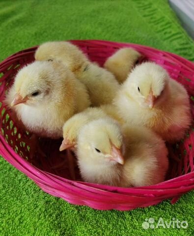 Цыплята бройлер