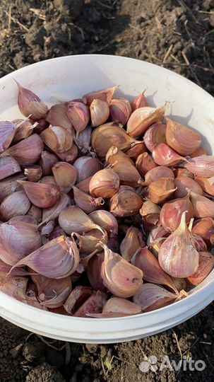 Озимый чеснок на посадку Любаша