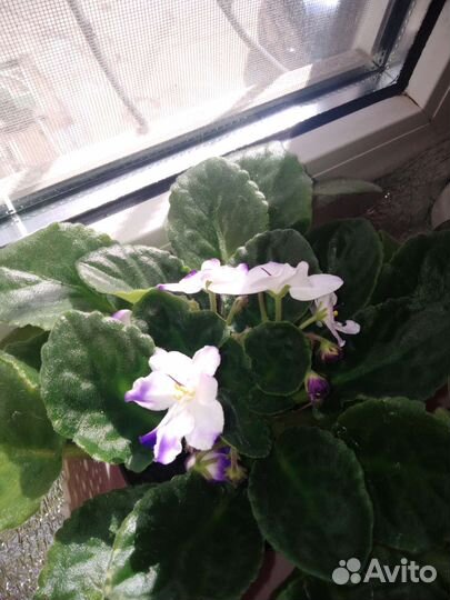 Фиалка в горшках