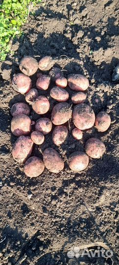 Картофель семенной