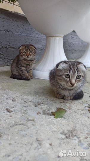 Котята. Девчонки вислоушки Дагестан. Мо