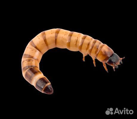 Кормовые насекомые: сверчок, таракан, зофобас и др