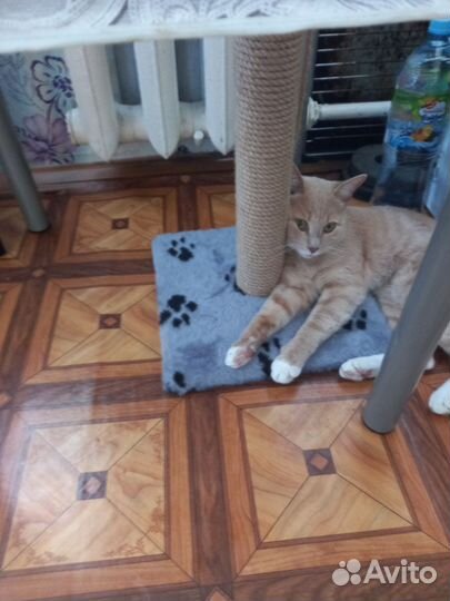 Кот в добрые руки