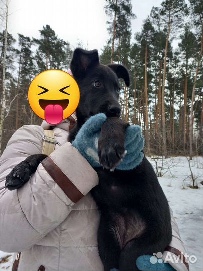 Нашли щенка в лесу отдадим в добрые руки