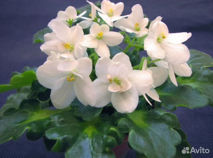 Букет невесты