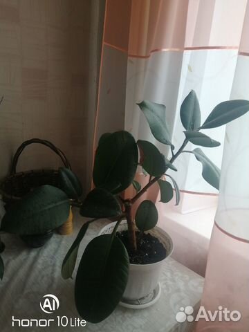 Фикус каучуконосный