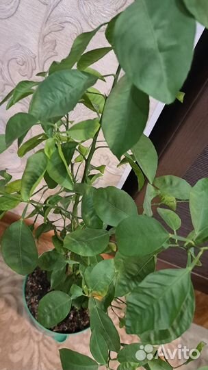 Мандариновое дерево