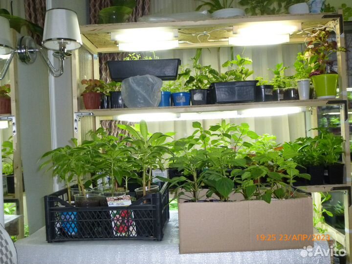 Продаю рассаду цветов