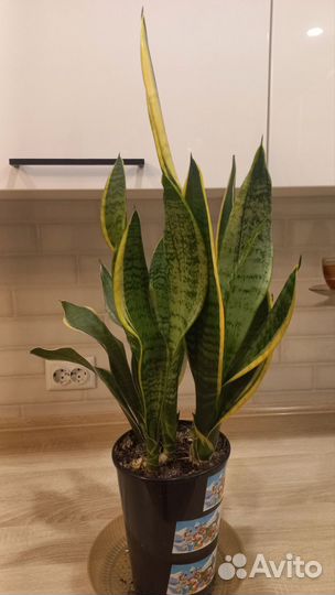 Сансевиерия
