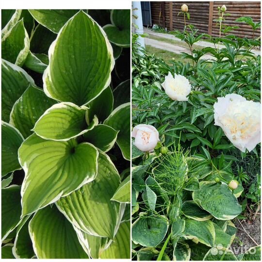 Садовые растения, многолетние