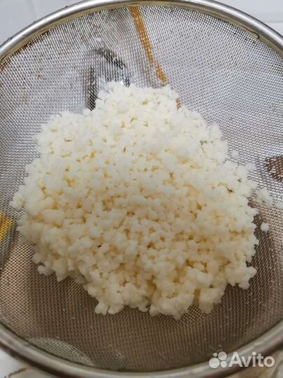 Тибетский молочный гриб