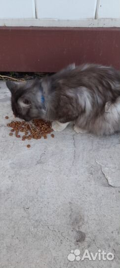 Кот в добрые руки